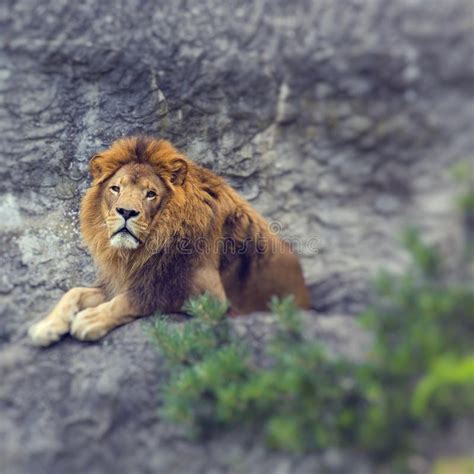 Beautiful Lion Wild Male Animal Portrait Stock Photo