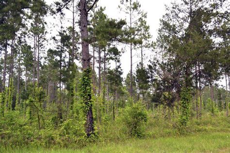 Towering Loblolly Pine Tree In East Texas Cited As Largest Wire News