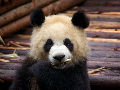 Chengdu China Giant Pandas And Red Pandas