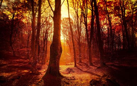 Fall Sunset Forest Trees Wallpapers Hd Desktop And