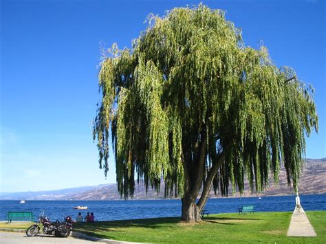 Weeping Willow Tree Information Gardenerdy