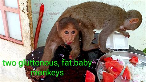Two Gluttonous Fat Baby Monkeysmonkey Baby Hihi Youtube