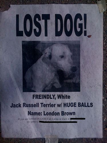 I need a coder to write a small web app (or series of webpages) that will allow visitors to create a poster for their missing pet. Lost dog with huge balls