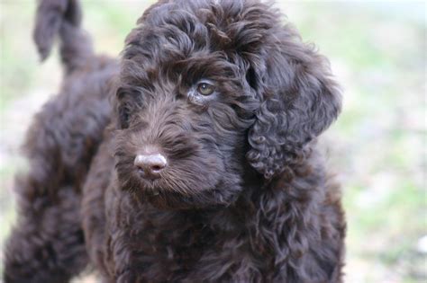 F1 Labradoodle F1b And More Facts To Know About Labradoodles Labrador