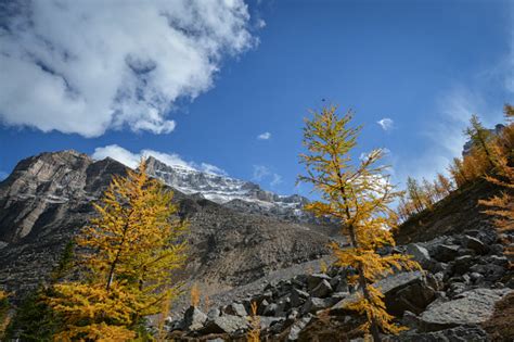 Autumn Larch Tree Colors In Paradise Valley Banff National Park Stock