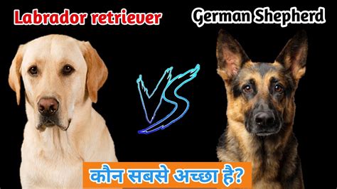 German Shepherd Vs Labrador Retriever In Hindi Which Is Better For