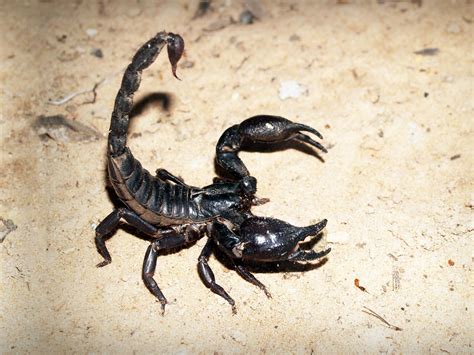 Scorpion Toxin Discovery May Help Solve Mystery Of Chronic Pain Video