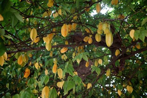 What Is Star Fruit How To Plant Grow And Harvest Star Fruit