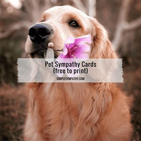 Pet Sympathy Card Pet Cat Sympathy Faithful Friend Dog Paper Greeting