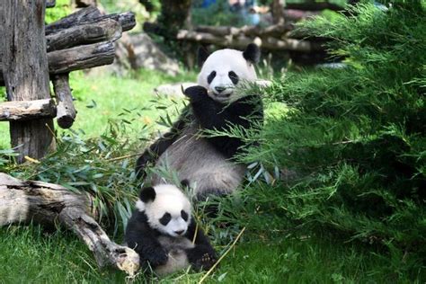 Huan Huan Donnera T Elle Naissance à Un Nouveau Bébé Panda En 2020 Au