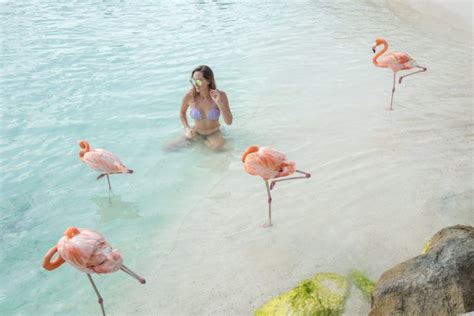 Flamingo Island Aruba How To Visit Is It Worth It