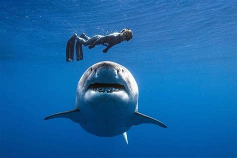 Ocean Ramsey And Deep Blue A Foot Female Great White Big Shark Shark Pictures White Sharks