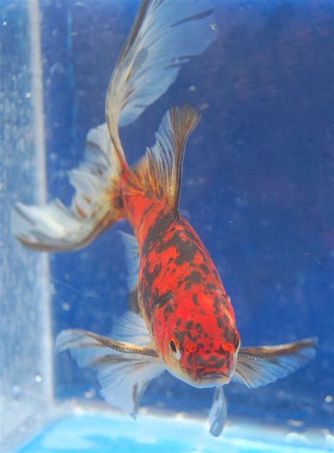 Goldfish - Unusual Subunkin | Goldfish, Common goldfish ...