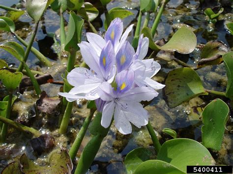 Common Water Hyacinth Eichhornia Crassipes
