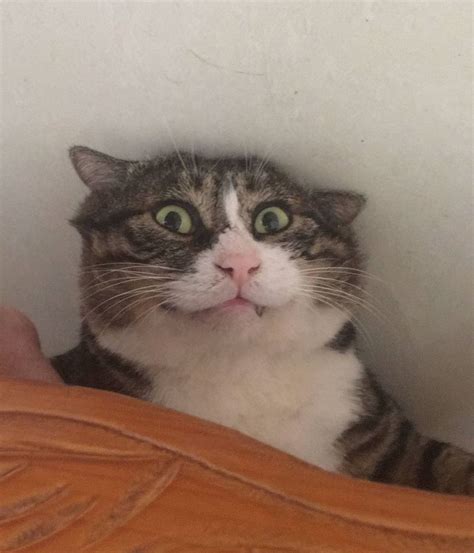 This Cat Is Hilariously Overreacting To Things And His Reactions Are