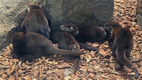 River Otter Pups Debut At Milwaukee County Zoo