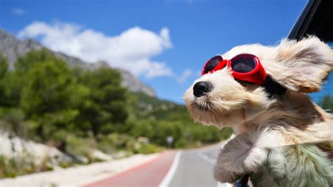 Dog With Glasses Hd Animals 4k Wallpapers Images