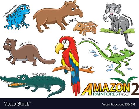 Amazon Rainforest Animals Drawings