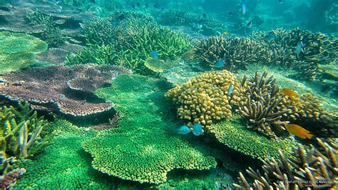 Aerial View Of Coral Reefs Pulau Tioman Kampongtioman
