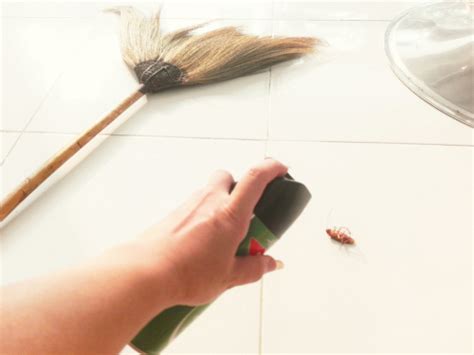 How To Prevent Cockroaches In My Home Pest Control Singapore