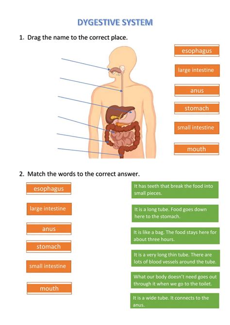 Apr 14, 2020 · ruminant digestive system: Digestive system free worksheet