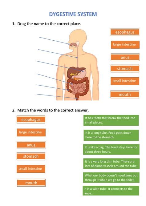 The aim of this exam is to provide nurses, future. Digestive system free worksheet