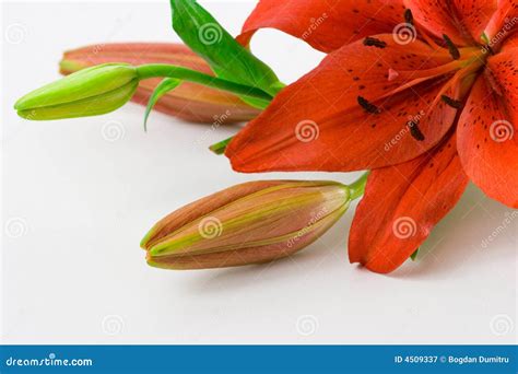 Red Lily Macro Stock Image Image Of Bloom Leaf Saturated 4509337