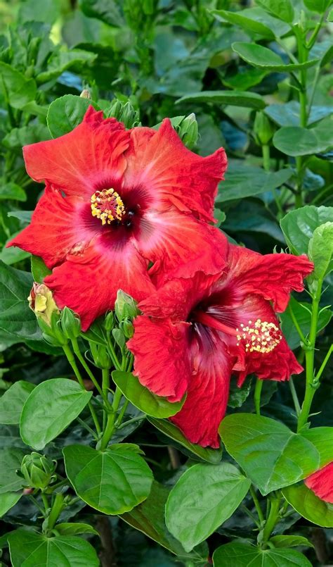 Hibiscus Flower Care 101 Outdoors And Indoors Birds And Blooms