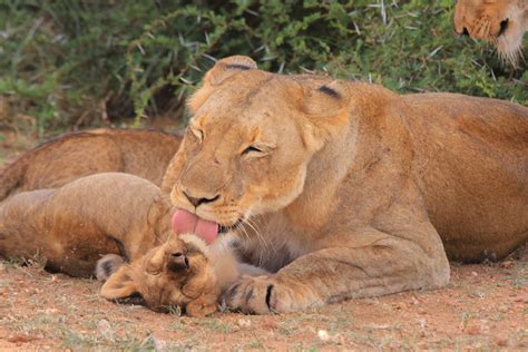 [フリー写真] 子ライオンを舐めている母ライオンでアハ体験 gahag 著作権フリー写真・イラスト素材集 gahag 著作権フリー写真・イラスト素材集