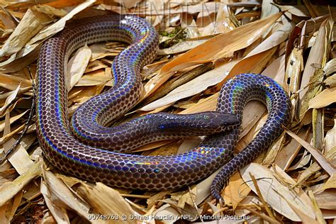 Minden Pictures Stock Photos Sunbeam Snake Xenopeltis Unicolor