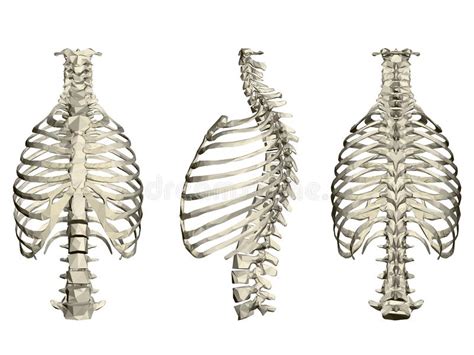 Human Skeleton Anatomy Rear View Stock Illustration - Illustration of