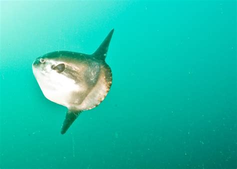 Ocean Sunfish Gentle Giants Now Found In Acadias Waters Us