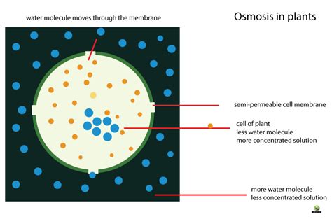 Osmotic Pressure Surfguppy Chemistry Made Easy Visual Learning