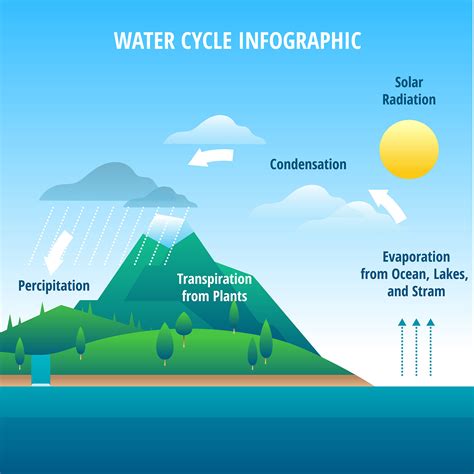 Water Cycle Infographic Vector 208522 Vector Art At Vecteezy