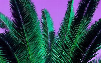 Palm Branches Plant Purple Leaves 4k Ultra