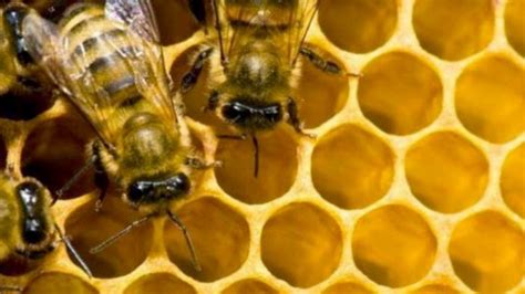 4 Keistimewaan Lebah Yang Wajib Ditiru Telisikid