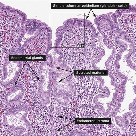 Layers Of Endometrium Histology