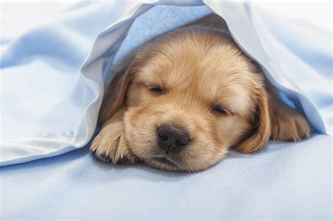 How To Put Your Dog On A Blanket At Elisa Oldaker Blog