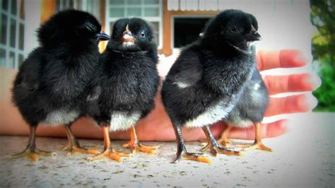 A 4 Cute Black Chicks Wanna Snuggle Youtube