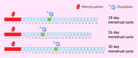 ovulation cycle and pregnancy