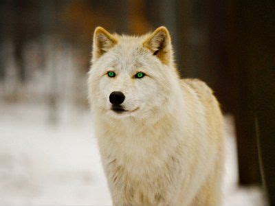 The chronicles of one wild ride growing up with wolves in northern sask.canada! White Wolf with Green Eyes | White Wolf with Green Eyes by ...
