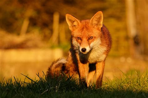 More Sunny Fox Photos Everything Is Permuted Stay Home Save Lives