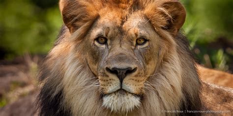 Majestic Male Lion Bronx Zoo