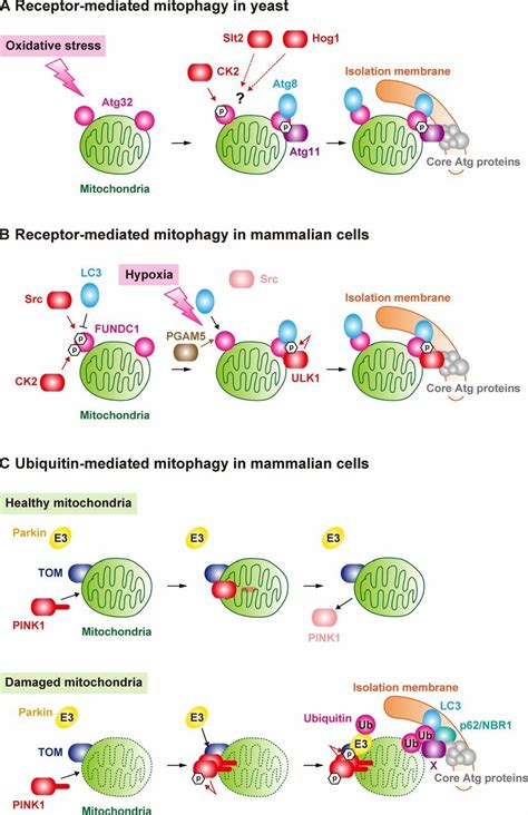 Models For Mitophagy In Yeast And Mammalian Cells A Atg Mediated