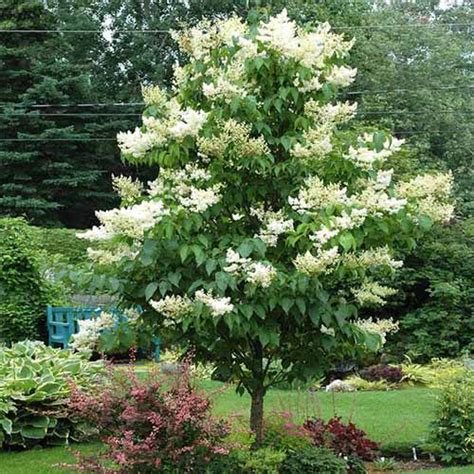 How To Grow And Care For Japanese Tree Lilacs Gardeners Path