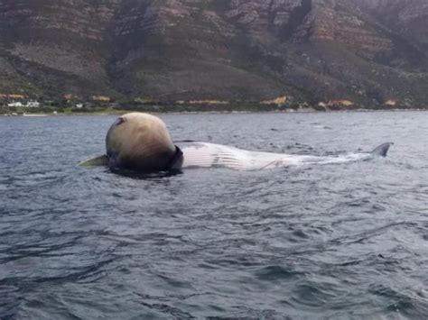 Whale Caught In Octopus Trap Dies