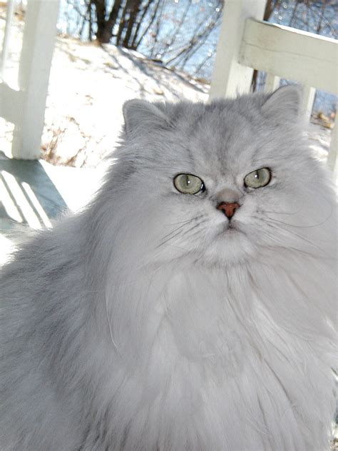 Advertising on click.in is the birds for sale or adoption in bangalore: What Do You Need to Keep in Mind When You Buy Persian Cat ...