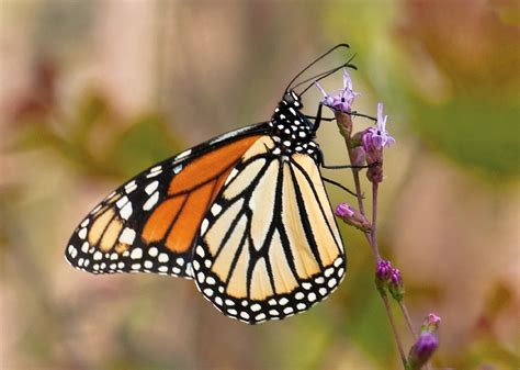 Monarch Alabama Butterfly Atlas
