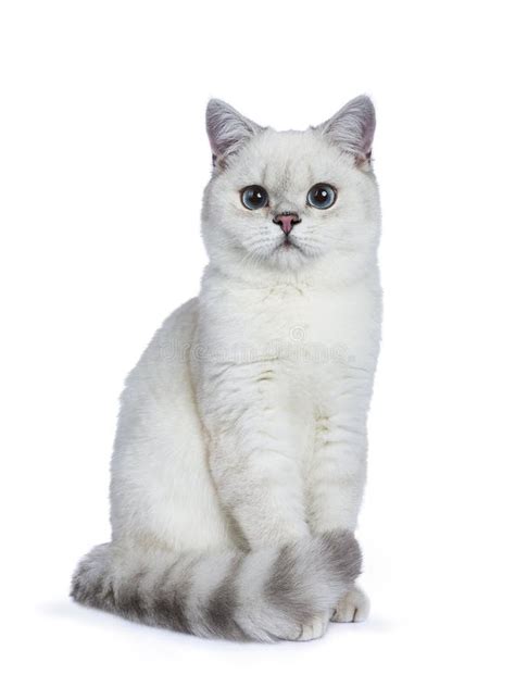Silver Tabby British Shorthair Cat Isolated On White Stock Photo