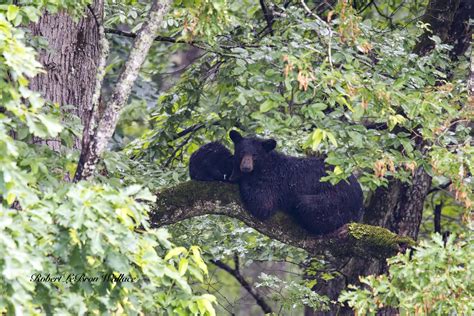 Photographing Black Bears In The Rain Cades Cove Tennessee